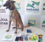PM, Depen e Ministério Público cumprem mandados judiciais no Noroeste paranaense contra o crime organizado