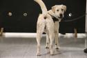 Polícia treina cães de faro para encontrar novas drogas em circulação