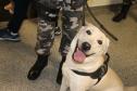 Polícia treina cães de faro para encontrar novas drogas em circulação