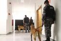 Polícia treina cães de faro para encontrar novas drogas em circulação