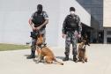 Polícia treina cães de faro para encontrar novas drogas em circulação