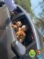 PM de Apucarana (PR) promove Drive Thru para a benção de animais; 700 animais foram abençoados