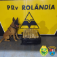 Cão de faro do BPRv localiza droga em ônibus que seguia para São Paulo