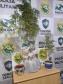 Em Cascavel (PR), PM apreende pés de maconha, duas pistolas airsoft e um revólver em situações distintas