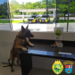 No Posto Rodoviário de Coroados, no Litoral do estado, BPRv encaminha adolescente e apreende porção de maconha