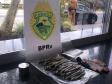 Em blitz educativa sanitária, Canil do BPRv apreende maconha em Pontal do Paraná 