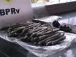 Em blitz educativa sanitária, Canil do BPRv apreende maconha em Pontal do Paraná 