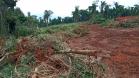 Destruição de mata nativa no Norte Pioneiro resulta em multa, apreensão e prisão