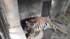 Polícia Ambiental presta apoio na remoção de tigre da Malásia e papagaios para o Zoológico de Curitiba