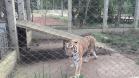 Polícia Ambiental presta apoio na remoção de tigre da Malásia e papagaios para o Zoológico de Curitiba