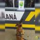 Cão de faro do BPRv localiza drogas sintéticas durante a Operação Vida em Pontal do Paraná