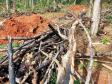 Em Imbituva (PR), Batalhão Ambiental autua suspeito de destruir vegetação nativa em mais de R$ 120 mil