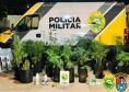 Três pessoas são encaminhadas pela PM por tráfico e crack, maconha e dinheiro são apreendidos no Noroeste do estado