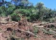Trio é autuado em quase R$ 100 mil por destruição de vegetação nativa em Guarapuava (PR)