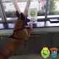 Cães do BPRv protagonizam apreensões de drogas no litoral durante Verão Consciente