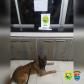 Cães do BPRv protagonizam apreensões de drogas no litoral durante Verão Consciente