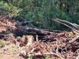 Polícia Ambiental aplica mais de R$ 70 mi em multas após denúncia de desmatamento em Prudentópolis (PR)