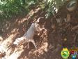 Denúncia anônima leva PM a resgatar três cães em situação de maus tratos em Itapejara D’Oeste, no Sudoeste do estado