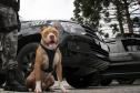 Apreensão de drogas com uso de cães da PM aumenta em quase 1.000% no Paraná