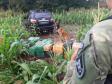 Mais de 1,3 tonelada de maconha é apreendida durante Operação Hórus, no Oeste do Paraná