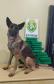 Cão de faro da Polícia de Fronteira auxilia apreensão de mais de 14 kg de maconha oculta em ônibus de viagem