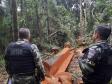 Batalhão Ambiental localiza 139 galos de rinha, 47 árvores cortadas e aplica R$ 363 mil em multas no Paraná