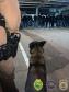 PM e PC cumprem 30 mandados judiciais e apreendem duas armas de fogo no Noroeste do estado