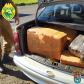 Quase 230 quilos de maconha são apreendidos pela PM em Cianorte (PR)