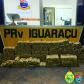 Quase meia tonelada de maconha é apreendida pela Polícia Rodoviária Estadual em Iguaraçu (PR)