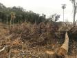 Duas pessoas são autuadas em mais de R$ 120 mil por destruir vegetação nativa em Quedas do Iguaçu, no Sudoeste do Paraná