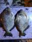 Homem que pescava peixes de maneira irregular no Rio Paranapanema é preso em Itaguajé (PR) durante a operação Fronteiras e Divisas Integradas