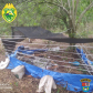 PM localiza mais de 260 mudas de maconha às margens do Rio Ligeiro, na região de Cianorte (PR)