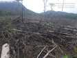 Homem é preso pela Polícia Ambiental por desmatamento ilegal de 7 hectares em Antonina