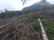 Homem é preso pela Polícia Ambiental por desmatamento ilegal de 7 hectares em Antonina