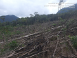 Homem é preso pela Polícia Ambiental por desmatamento ilegal de 7 hectares em Antonina