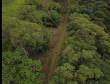 Homem é preso pela Polícia Ambiental por desmatamento ilegal de 7 hectares em Antonina