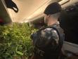 Dentro da estrutura adaptada para o cultivo, foram descobertos 519 pés de maconha