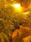 Dentro da estrutura adaptada para o cultivo, foram descobertos 519 pés de maconha