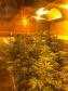  Dentro da estrutura adaptada para o cultivo, foram descobertos 519 pés de maconha