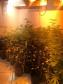  Dentro da estrutura adaptada para o cultivo, foram descobertos 519 pés de maconha