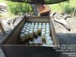 Apreensão de palmito em Adrianópolis