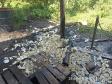 Apreensão de palmito em Adrianópolis
