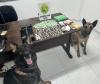 Com o apoio dos cães de faro, as buscas resultaram na apreensão de 347 pinos de substância análoga à cocaína