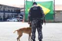 PMPR forma novos policiais especializados no uso de cães e reforça atuação no combate ao crime no Estado