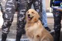 PMPR forma novos policiais especializados no uso de cães e reforça atuação no combate ao crime no Estado