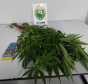 PMPR localiza plantação de maconha e apreende 37 pés da droga em Cianorte