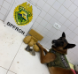 Fiscalizações da PMPR com apoio de cão farejador resultam na apreensão de drogas em Guaíra