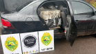 Omnis Fronteira: PMPR apreende 478 quilos de maconha e prende dois homens em Foz do Iguaçu
