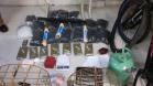 PM apreende drogas, dinheiro, espingarda, simulacro e pássaros silvestres na Capital do estado
