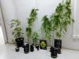 Plantação de maconha e arma de fogo são localizadas pelo BOPE em Curitiba e RMC

